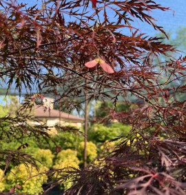 Клен ACER PALMATUM DISSECTUM GARNET C. 45L 1/2 FUSTO H120-140